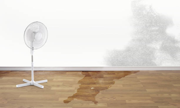 Best Local water damage restoration  in Dayton, TN